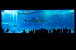 HQI Brenner, Halogenlampen oder doch LED? Die richtige Beleuchtung des Aquariums