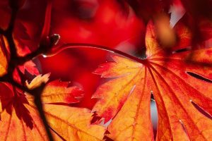 Lichter im Herbst