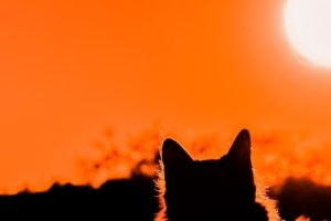 Die Notwendigkeit von Licht