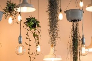 Warum Pflanzen unter einer Lampe plötzlich besser aussehen